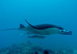 Manta Ray with Remoras ~ captured at an odd angle with th... by Jeannette Howard 